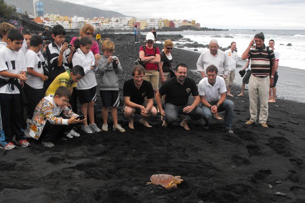 Tortuga Careta