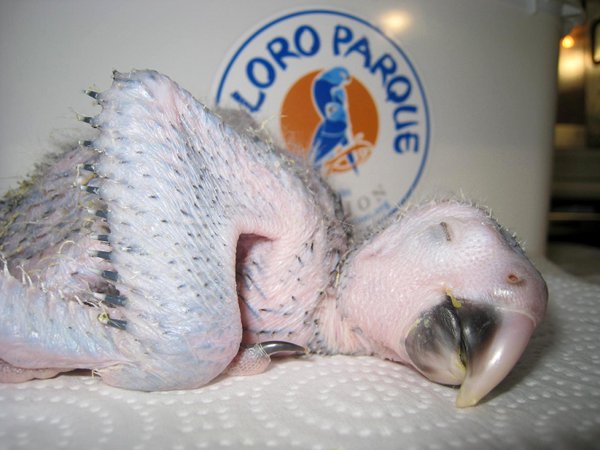 Pichon Spix