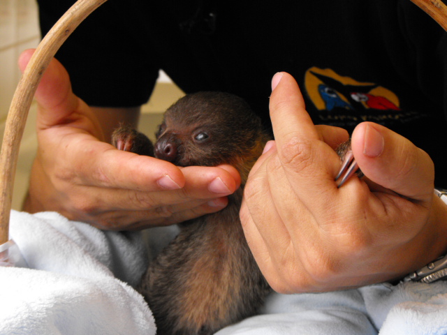 CriaPerezoso Una cria de perezo en manos humanas