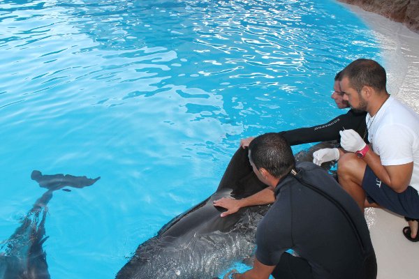 delfin_A