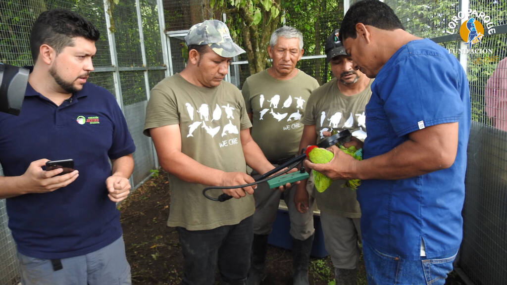 Loro Parque Fundación libera seis Guacamayos