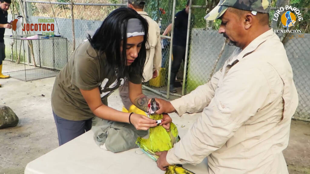 Marcaje Guacamayos por Loro Parque Fundación