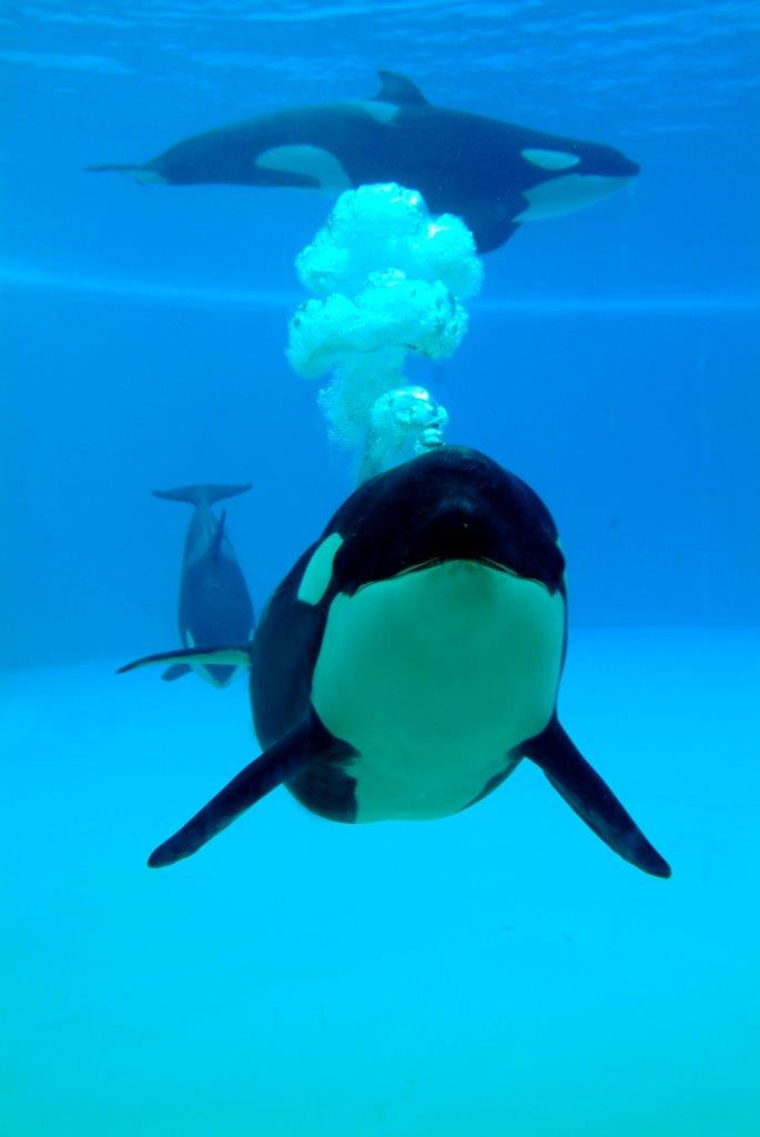 Foto Orcas debajo del agua