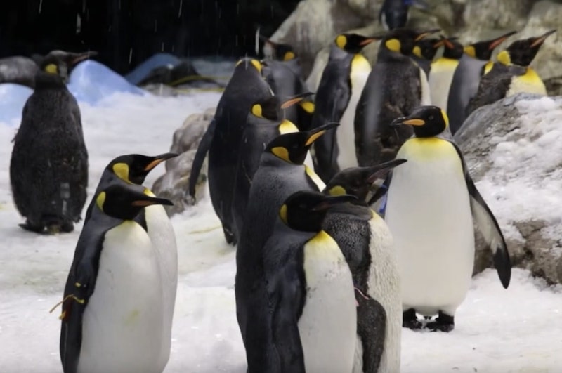 pinguinos planet