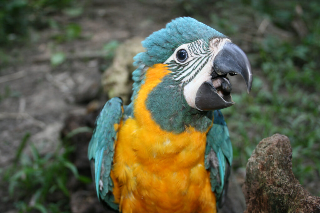 Der Ara ist Zootier des Jahres 2023 low Blaulatzara im Loro Parque. Foto: Moisés Pérez/ LP